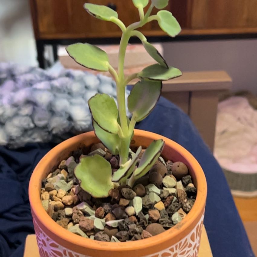 Photo of the plant species Tugela Cliff-Kalanchoe by @SouthKauai named Nala on Greg, the plant care app