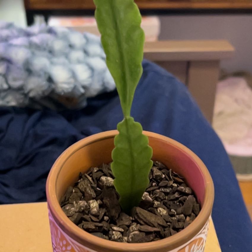 Photo of the plant species Copper Branch by @SouthKauai named Simba on Greg, the plant care app