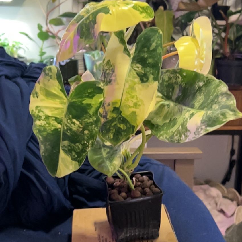 Photo of the plant species Philodendron Verigated Domesticum by @SouthKauai named Sterling on Greg, the plant care app
