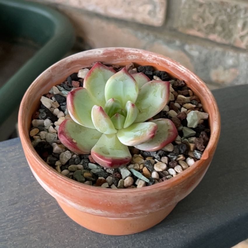 Photo of the plant species Korean Echeveria 'Latam' by @SouthKauai named Frankie on Greg, the plant care app