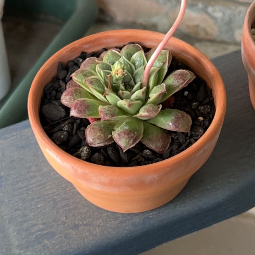 Photo of the plant species Raindrops Echeveria by @SouthKauai named Jubilee on Greg, the plant care app