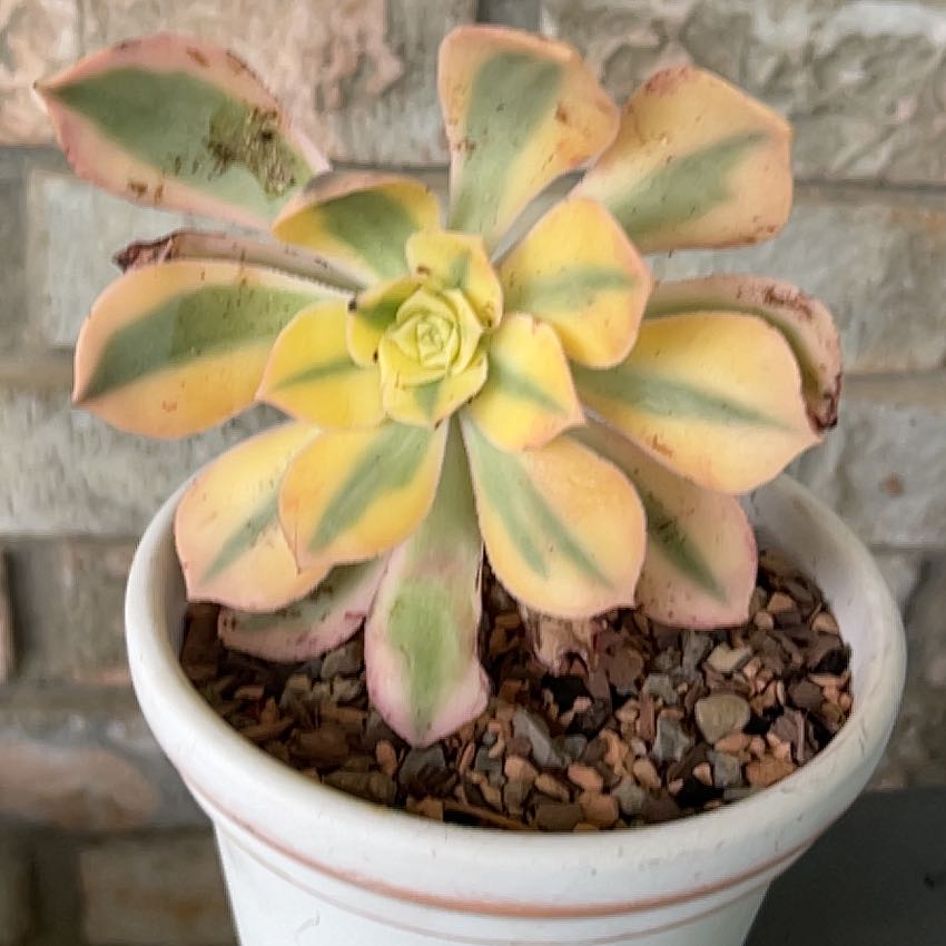 Photo of the plant species Aeonium 'Sunburst' by @SouthKauai named Kelly on Greg, the plant care app