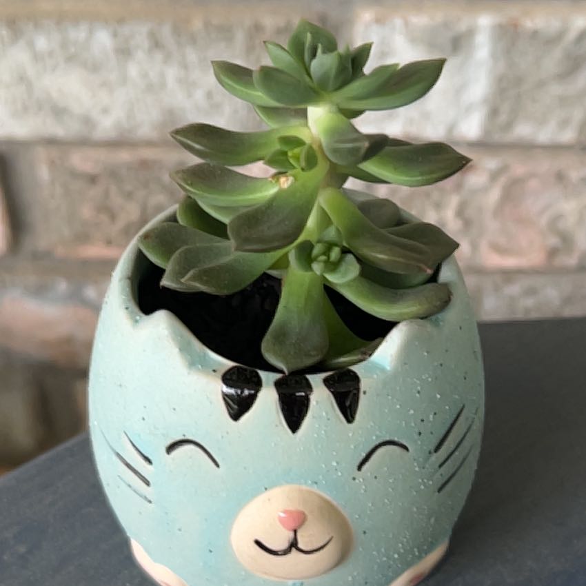 Photo of the plant species Echeveria 'Sleepy™' by @SouthKauai named Rayna on Greg, the plant care app