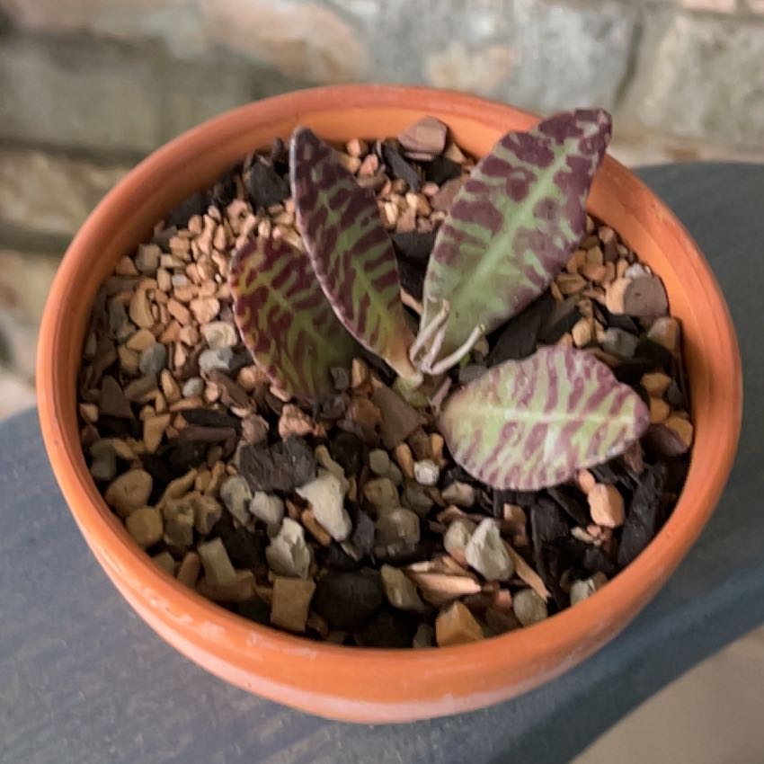 Photo of the plant species Kalanchoe 'Desert Surprise' by @SouthKauai named Wyatt on Greg, the plant care app
