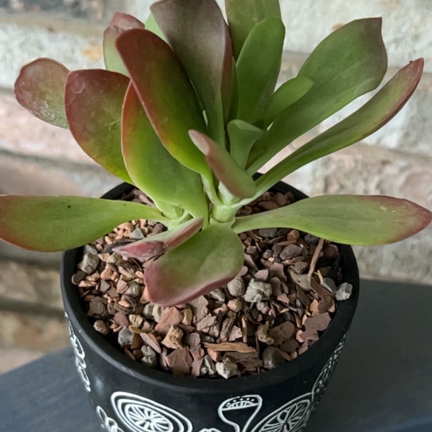 Photo of the plant species Kalanchoe 'Little Dragon' by @SouthKauai named Beacon on Greg, the plant care app