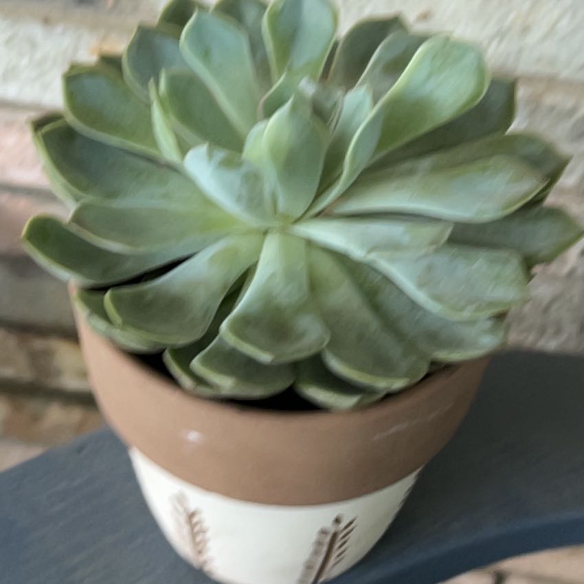 Photo of the plant species Echeveria 'Grande Cinza' by @SouthKauai named Coal on Greg, the plant care app