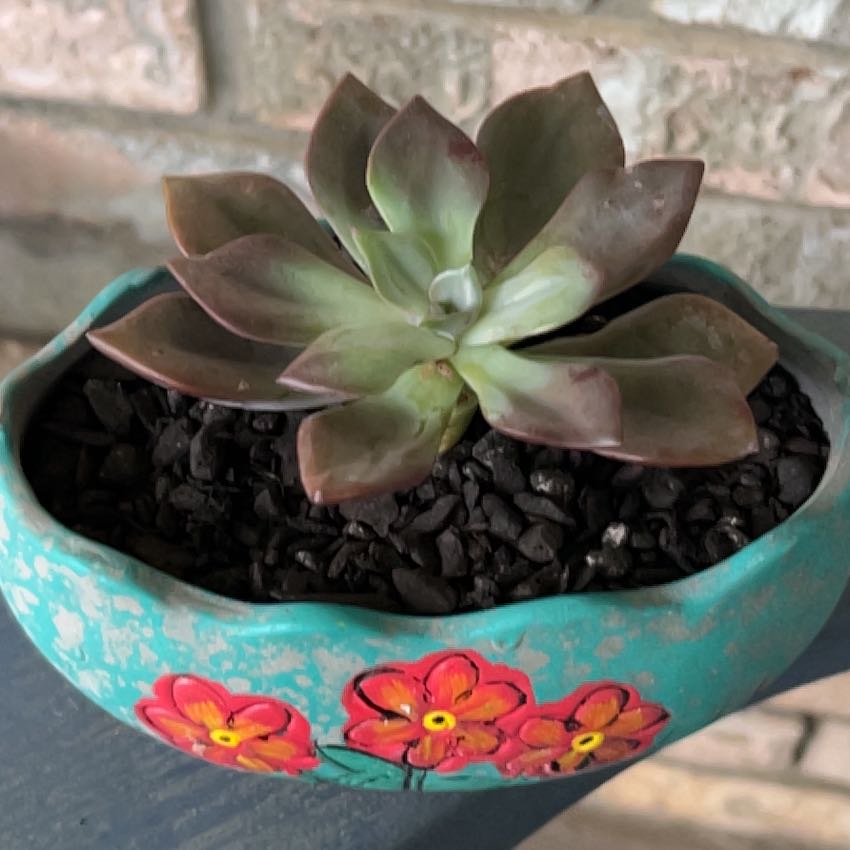 Photo of the plant species Echeveria Jessica by @SouthKauai named Gia on Greg, the plant care app