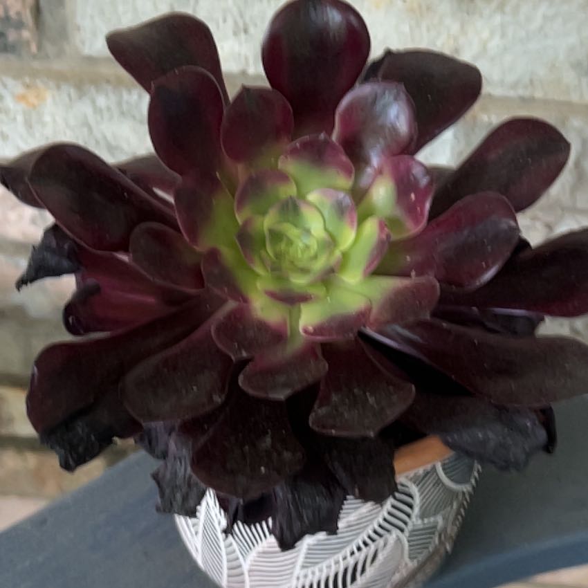 Photo of the plant species Aeonium 'Medusa' by @SouthKauai named Xander on Greg, the plant care app