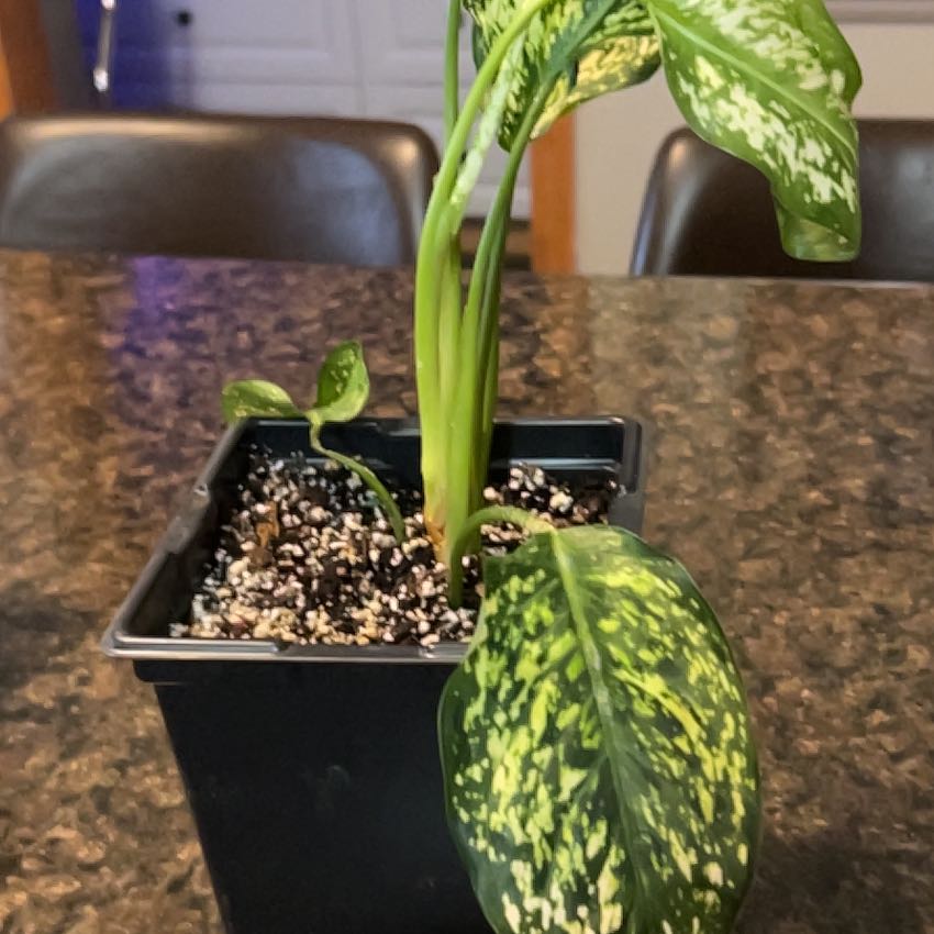 Photo of the plant species Aglaonema 'Osaka' by @SouthKauai named Willa on Greg, the plant care app