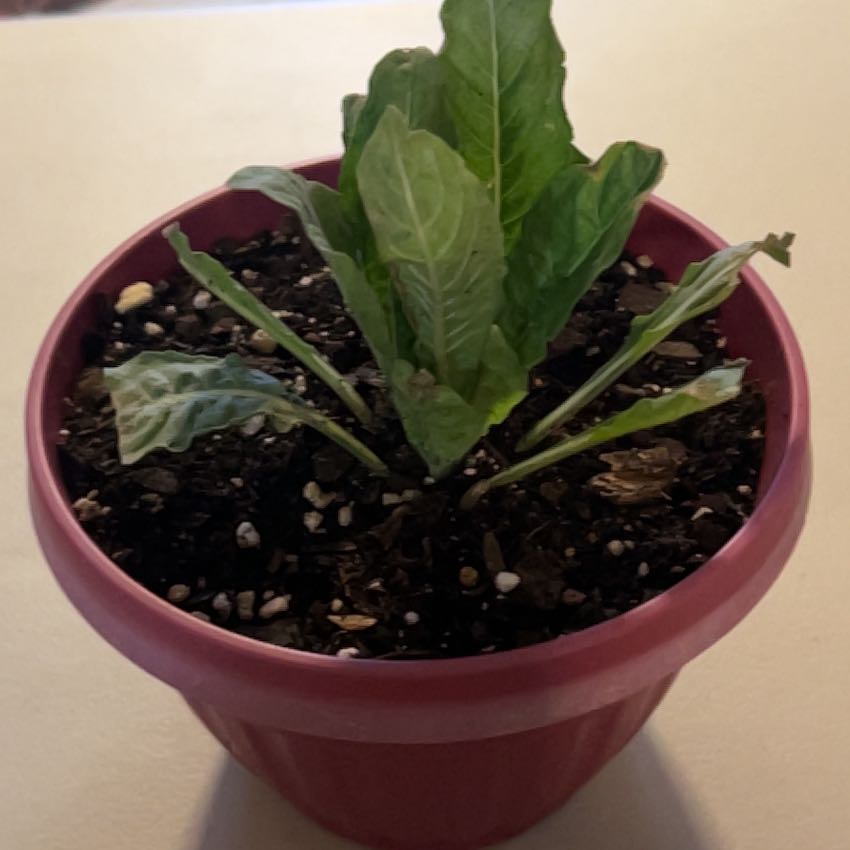 Photo of the plant species Common Evening-Primrose by @SouthKauai named Ophelia on Greg, the plant care app