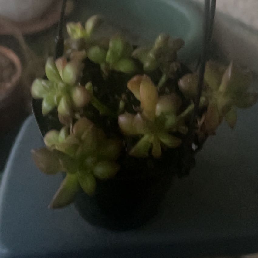 Photo of the plant species Sedum Shooting Star by @SouthKauai named Soraya on Greg, the plant care app