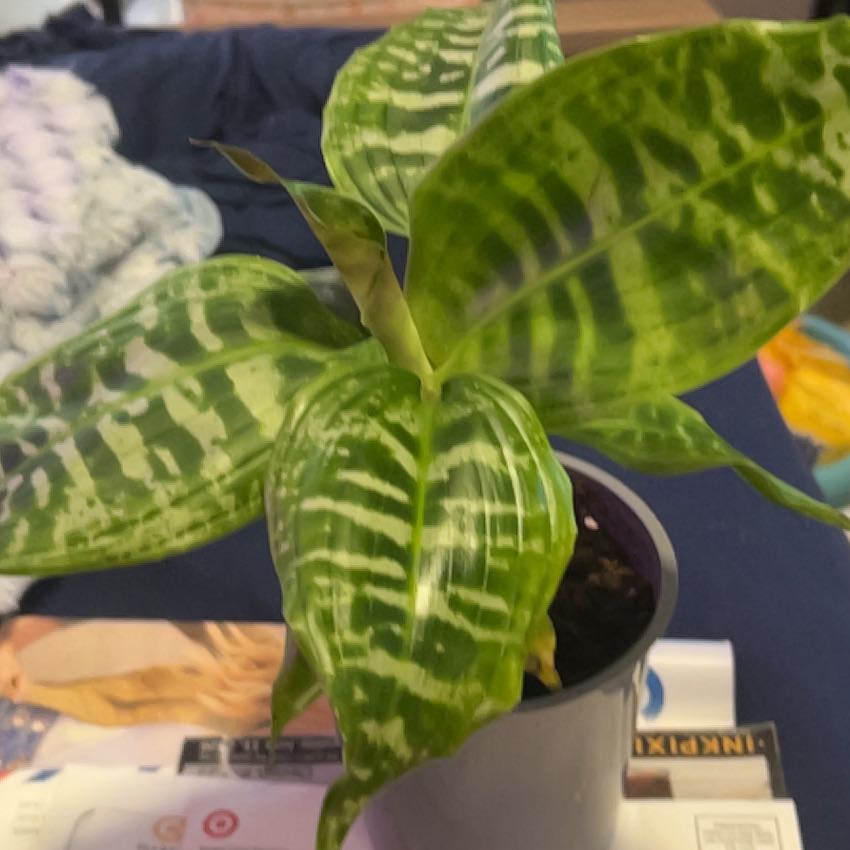 Photo of the plant species Zebra Striped Dragon Tree by @SouthKauai named Tiger Lily on Greg, the plant care app