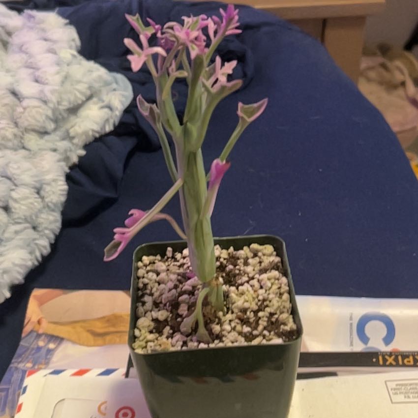 Photo of the plant species Candle cactus by @SouthKauai named Lilac on Greg, the plant care app