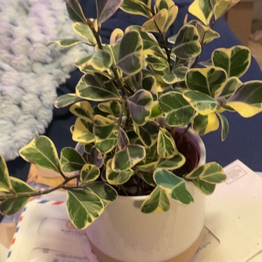Photo of the plant species Ficus Triangularis by @SouthKauai named Jasmine on Greg, the plant care app