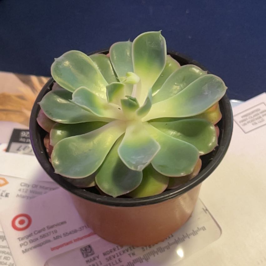 Photo of the plant species Raindrops Echeveria by @SouthKauai named Morgan on Greg, the plant care app
