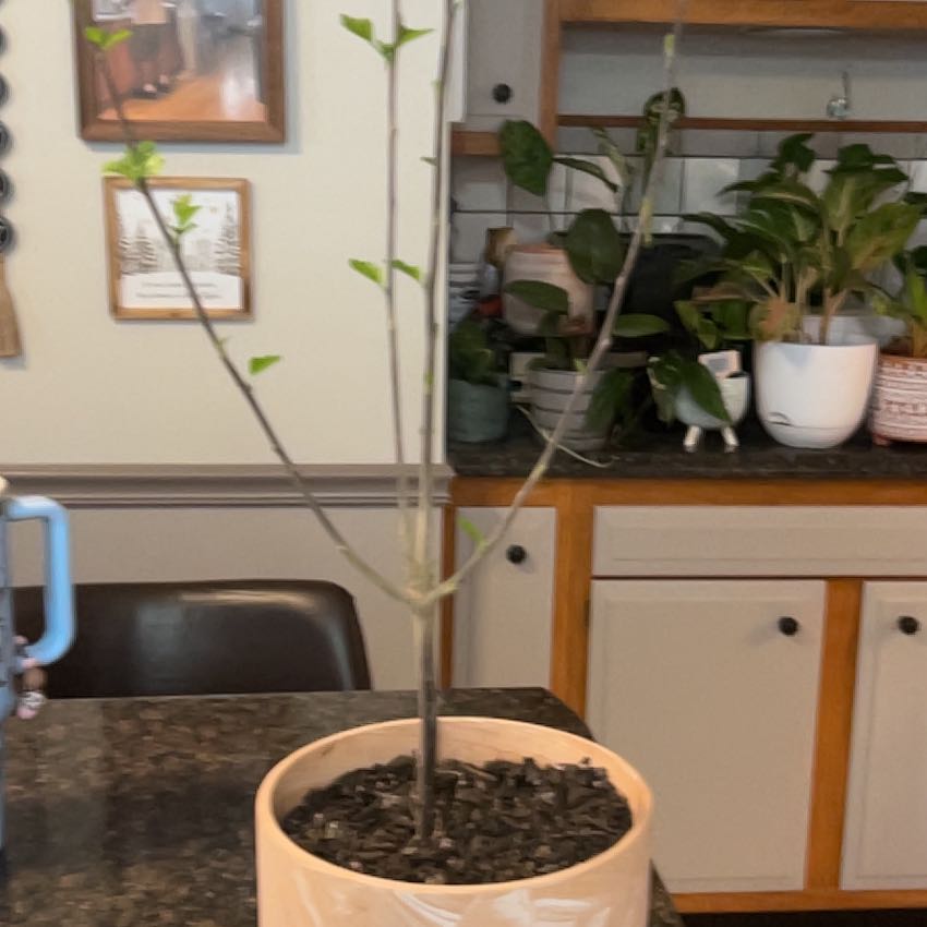 Photo of the plant species Double Purple Rose of Sharon by @SouthKauai named Althea on Greg, the plant care app