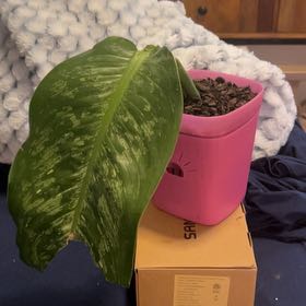 Photo of the plant species Dieffenbachia 'Panther' by @SouthKauai named Becky on Greg, the plant care app