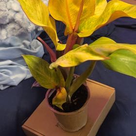 Photo of the plant species Philodendron orange Marmalade by @SouthKauai named Moxie on Greg, the plant care app