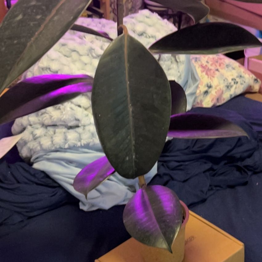 Photo of the plant species Ficus burgundy by @SouthKauai named Birdie on Greg, the plant care app