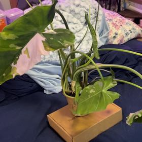Photo of the plant species Alocasia Okinawa Silver by @SouthKauai named Gigi on Greg, the plant care app