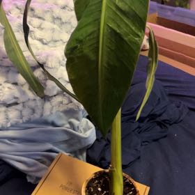 Photo of the plant species Ae Ae Banana by @SouthKauai named Lucia on Greg, the plant care app