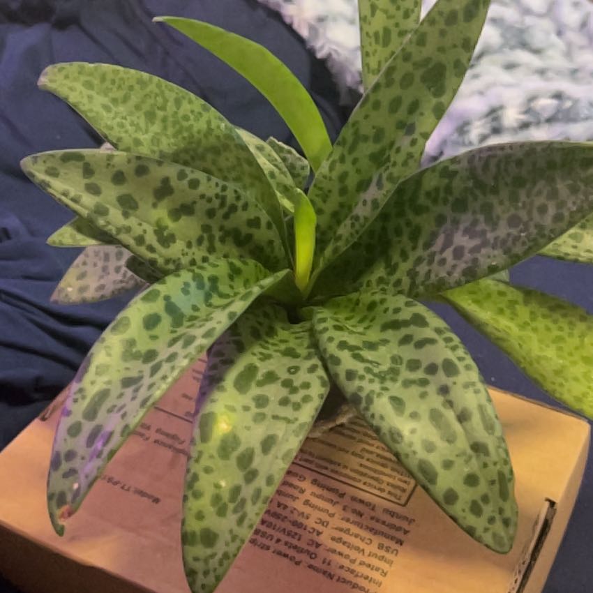 Photo of the plant species Variegated Leopard Lily by @SouthKauai named Aaliyah on Greg, the plant care app