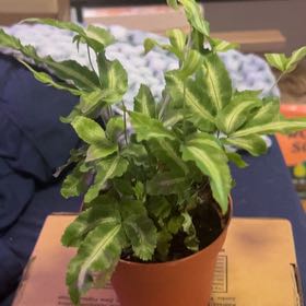 Photo of the plant species Pteris Ensiformis by @SouthKauai named Ivy on Greg, the plant care app