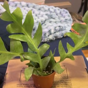 Photo of the plant species Shark Tooth Cactus by @SouthKauai named Bruce on Greg, the plant care app
