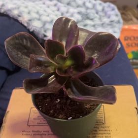 Photo of the plant species Echeveria 'Hortencia' by @SouthKauai named Hazel on Greg, the plant care app