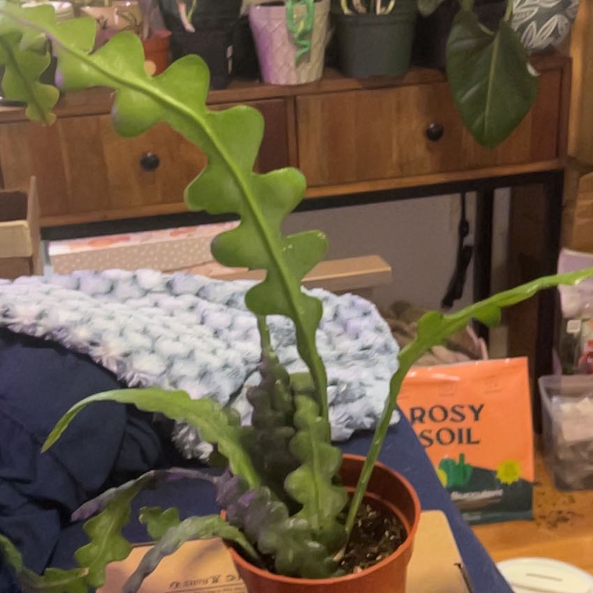 Photo of the plant species Ric Rac Cactus by @SouthKauai named Ricky Rachtman on Greg, the plant care app