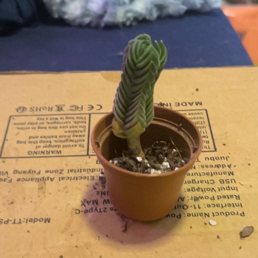 Photo of the plant species Crassula 'Buddha's Temple' by @SouthKauai named Monica on Greg, the plant care app