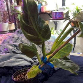 Photo of the plant species Philodendron subhastatum by @SouthKauai named Montana on Greg, the plant care app