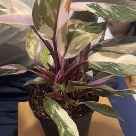 Photo of the plant species Philodendron 'Red Anderson' by @SouthKauai named Cheyenne on Greg, the plant care app