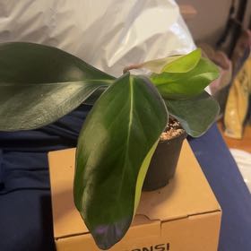 Photo of the plant species Peperomia Red Edge by @SouthKauai named Lynx on Greg, the plant care app