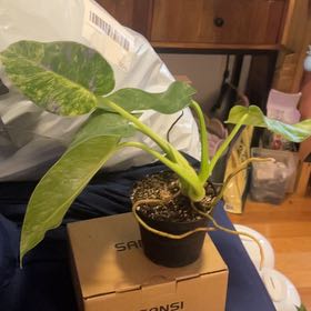 Photo of the plant species Philodendron 'Giganteum' by @SouthKauai named Pharaoh on Greg, the plant care app