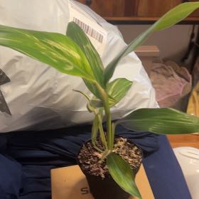 Photo of the plant species Variegated Shell Ginger by @SouthKauai named Justify on Greg, the plant care app