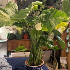Photo of the plant species Alocasia Okinawa Silver by @SouthKauai named Jordan on Greg, the plant care app