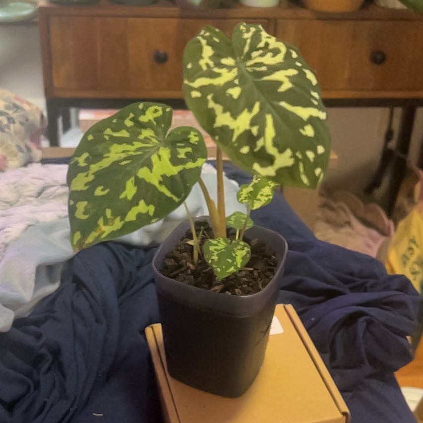 Photo of the plant species Alocasia by @SouthKauai named Phoenix on Greg, the plant care app