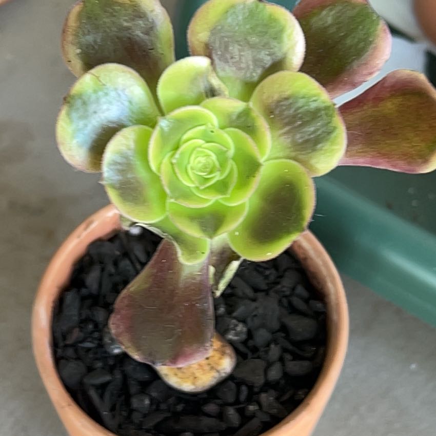 Photo of the plant species Aeonium by @SouthKauai named Callum on Greg, the plant care app