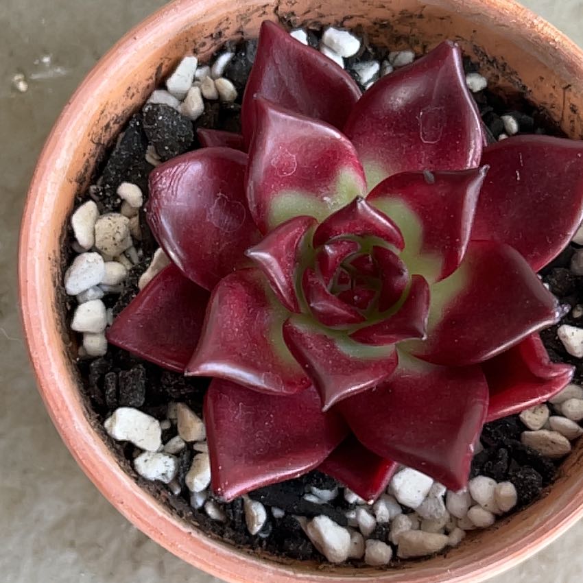 Photo of the plant species Echeveria Romeo Rubin by @SouthKauai named Ginger on Greg, the plant care app