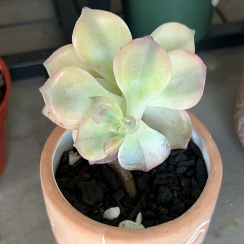 Photo of the plant species Graptopetalum 'Purple Delight' by @SouthKauai named Drew on Greg, the plant care app
