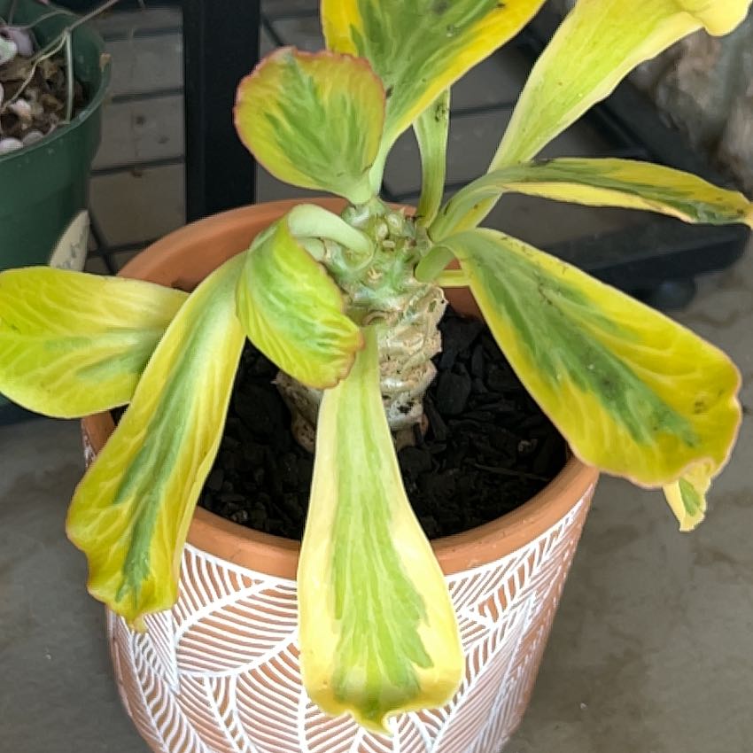 Photo of the plant species Euphorbia poissonii by @SouthKauai named Tom Ford on Greg, the plant care app