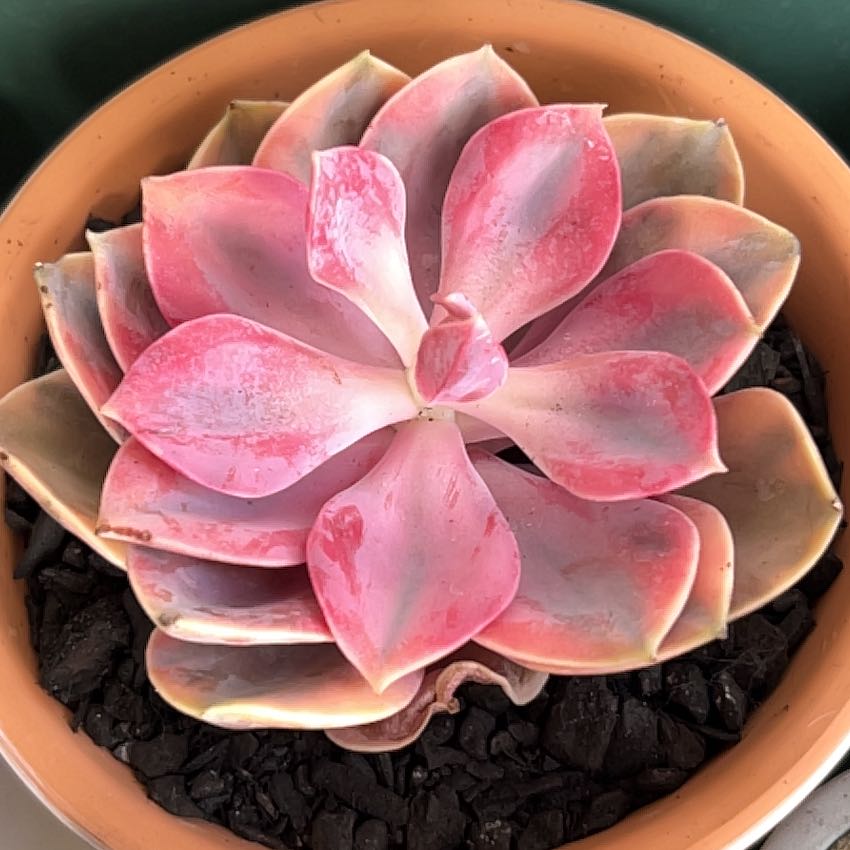 Photo of the plant species Rainbow Echeveria by @SouthKauai named Brandy on Greg, the plant care app