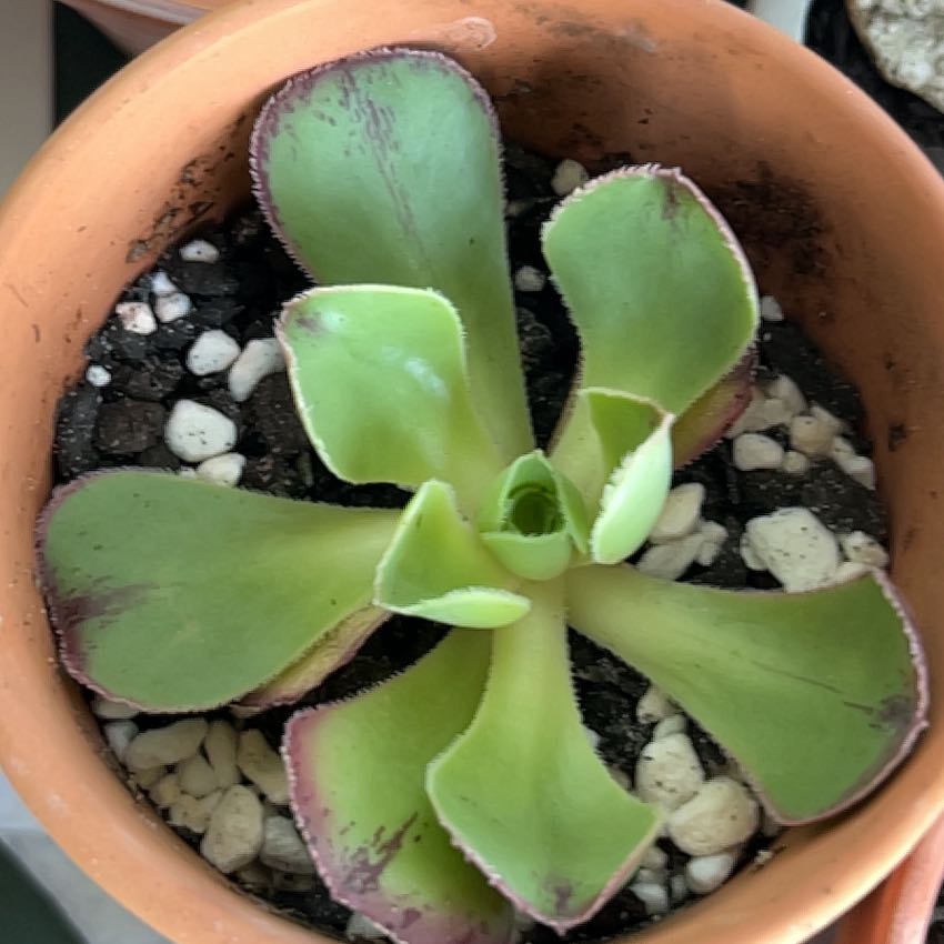 Photo of the plant species Echeveria 'Morning Beauty' by @SouthKauai named Jax on Greg, the plant care app