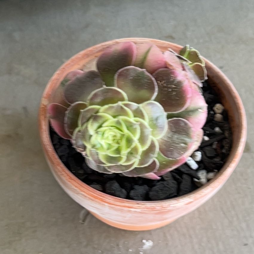 Photo of the plant species Aeonium 'Pink Witch' by @SouthKauai named Holly on Greg, the plant care app