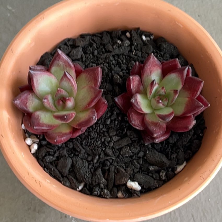 Photo of the plant species Echeveria Romeo Rubin by @SouthKauai named Flynn on Greg, the plant care app