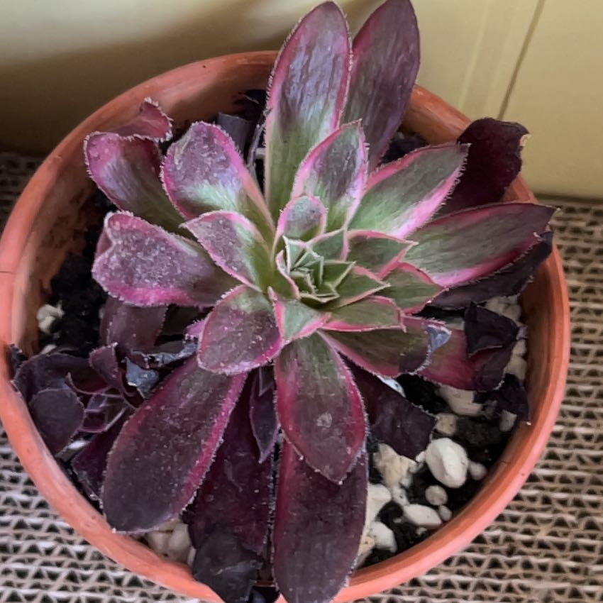 Photo of the plant species Aeonium 'Mardi Gras™' by @SouthKauai named Mardi on Greg, the plant care app