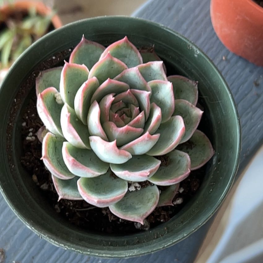 Photo of the plant species Silhouette Echeveria by @SouthKauai named Leaf on Greg, the plant care app