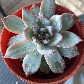Photo of the plant species Blue Bird Echeveria by @SouthKauai named Vincent on Greg, the plant care app
