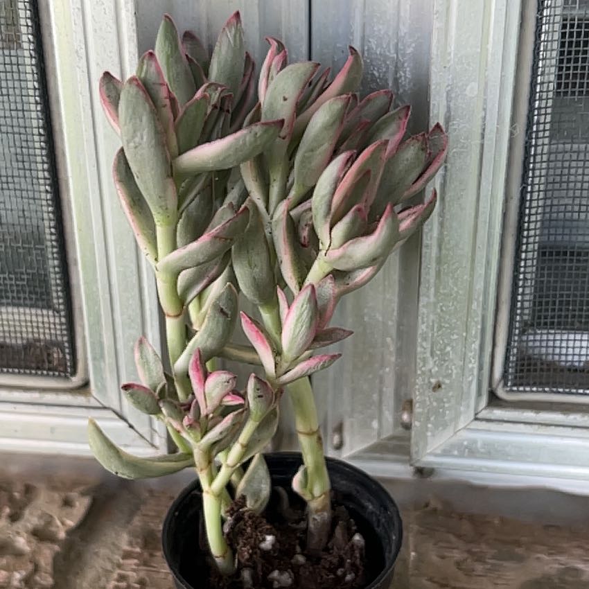 Photo of the plant species Candy Cane Crassula by @SouthKauai named Noel on Greg, the plant care app